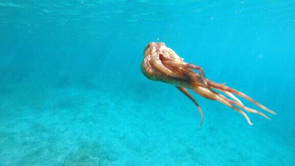 章鱼游泳