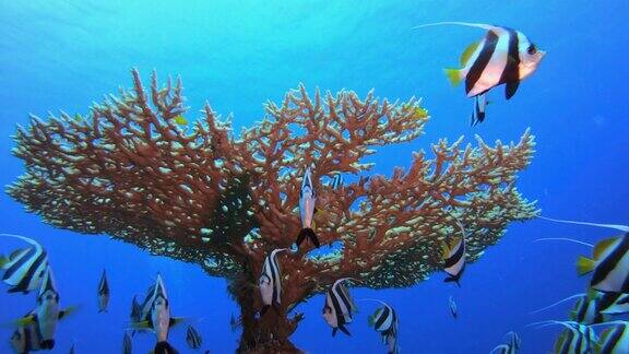 海洋珊瑚缤纷花园