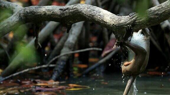 猴子在河里嬉戏游泳的场景猴子在大自然中嬉戏可爱的场景慢镜头
