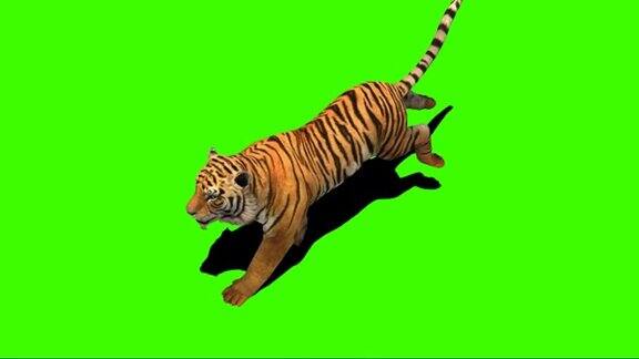 老虎在绿屏上奔跑