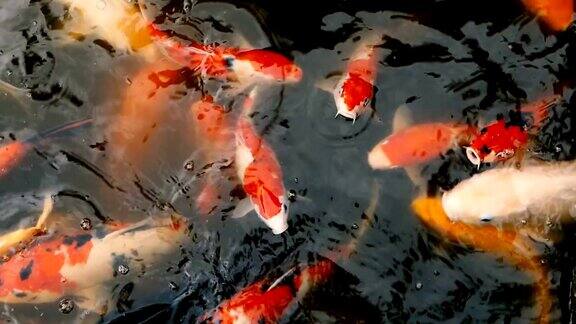 色彩鲜艳的日本锦鲤在传统的花园池塘中游水中国花式鲤鱼水下
