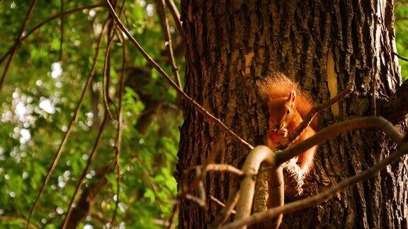 大树上的红松鼠毛茸茸的松鼠吃坚果啃和剥皮