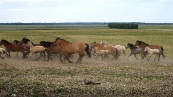 一群马跑过田野