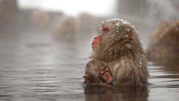 温泉中的日本雪猴