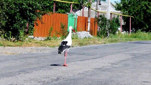 鹳走在路上