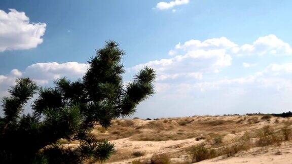 沙漠中的针叶树