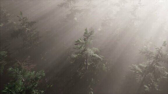 空中的阳光照射在雾蒙蒙的森林里