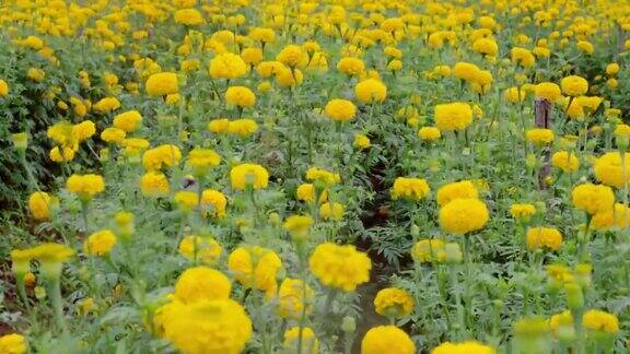 万寿菊黄色的花