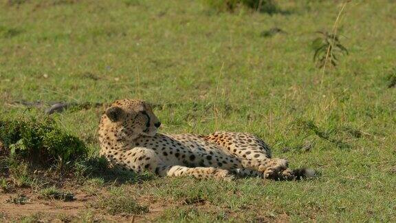 非洲肯尼亚马赛马拉野生动物保护区的猎豹