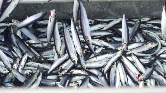 渔船捕鱼:捕获大量的鱼