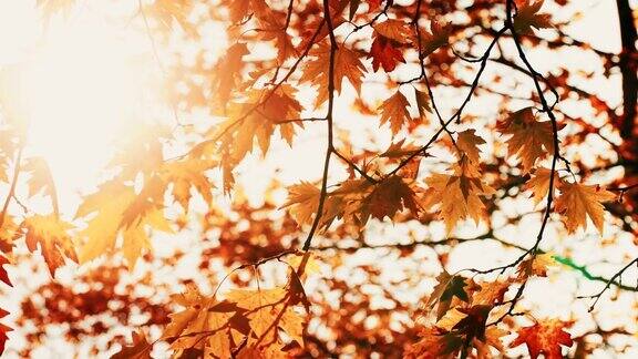 秋天枫树的叶子映着天空