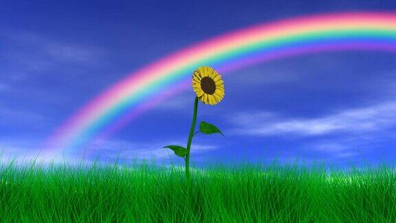 彩虹下的花