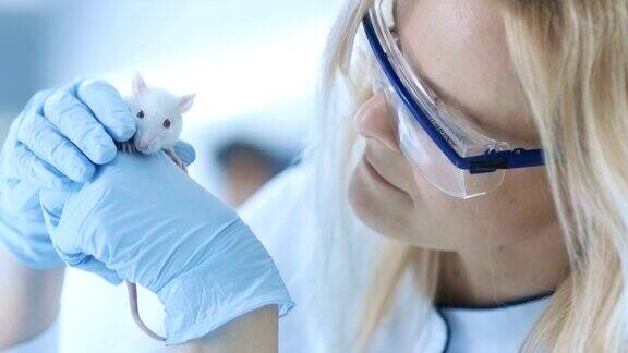 医学研究科学家持有实验室老鼠她在一个明亮而现代的实验室工作