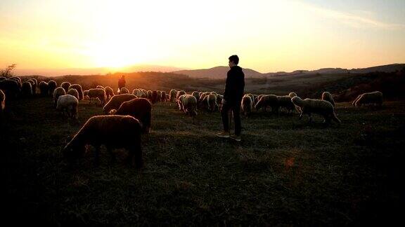 母子走过山坡上吃草的羊群家庭日落