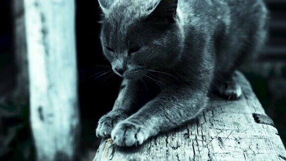 黑猫用爪子抓木头