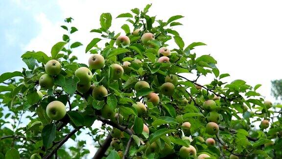 在苹果种植园多汁的苹果准备收获近距离选择聚焦
