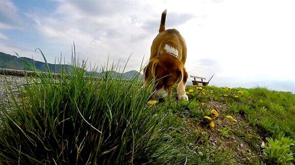 慢镜头:小猎犬在散步时嗅着蒲公英