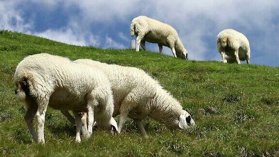 一群羊在田野上吃草