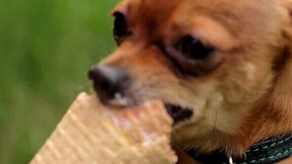 两只狗舔着冰淇淋那些狗吃美味的冰淇淋草莓味的蛋卷冰淇淋对狗是有害的食物
