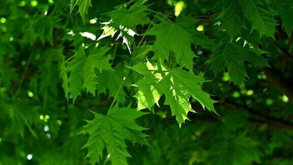 夏天或春天绿色饱和枫叶与阳光在树枝上与特写