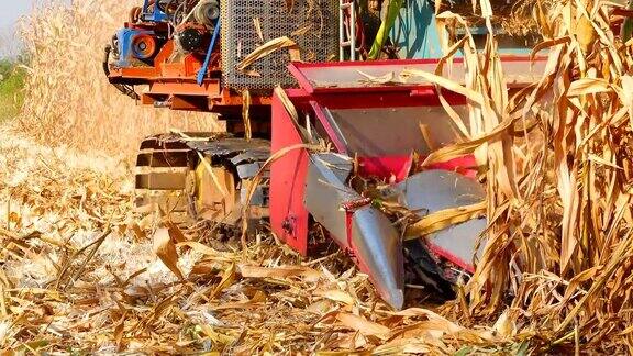 收割机在农村的田地里收获玉米