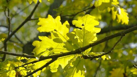 阳光照在爱沙尼亚的橡树叶子上