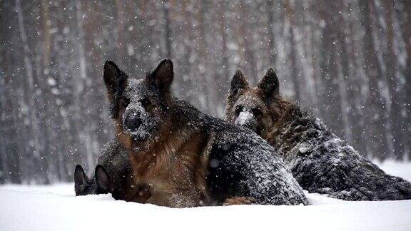 牧羊犬牧羊犬在雪地里奔跑