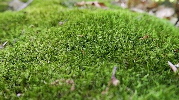 柔软的绿色苔藓特写聚焦和运动
