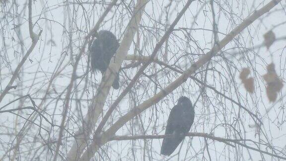 乌鸦栖息在桦树的树枝上