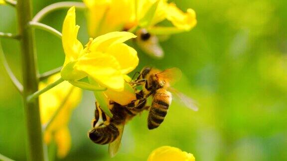 蜜蜂在花上的慢镜头