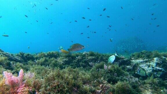 水下景观马略卡礁