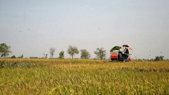 联合收获水稻作物