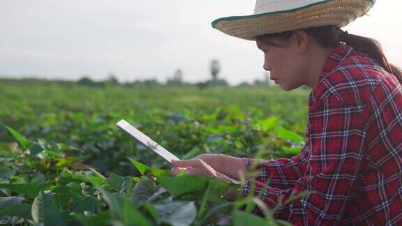 亚洲女性农民农艺师使用数字平板电脑在年轻的绿色年轻植物领域在现代智能农业