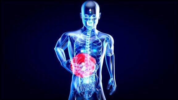 肝脏解剖的三维运动设计概念