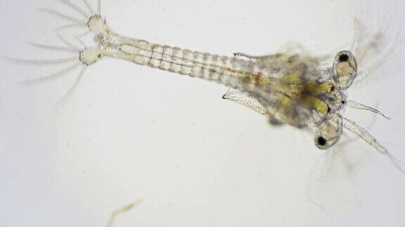 光学显微镜下观察凡纳滨对虾的Zoea期显微镜下观察虾幼虫对虾白虾无节幼体Zoea幼虫背景