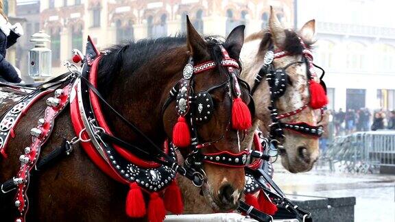克拉科夫市场广场上的马