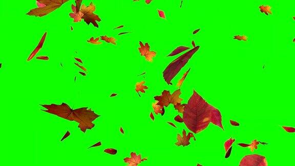 秋叶落在绿幕上