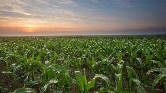 8K拍摄的日出在玉米幼苗