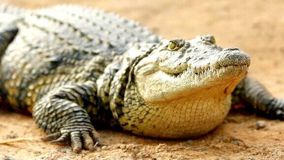 鳄鱼躺在阳光下呼吸等待特写镜头