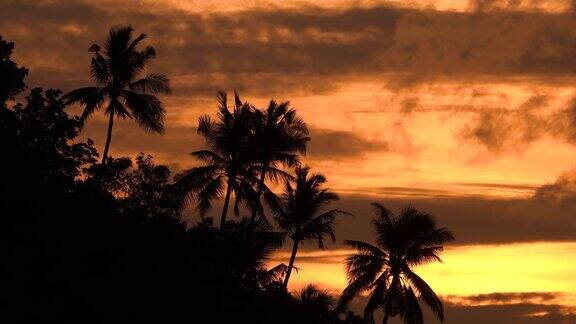 景观景观热带日落剪影棕榈树海岸
