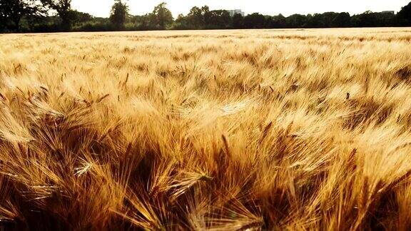 在明亮的阳光下金黄成熟的麦穗随风摆动全高清1080p慢动作
