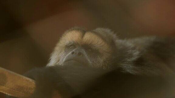 无聊的猴子无事可做小猴子在休息观察周围的环境
