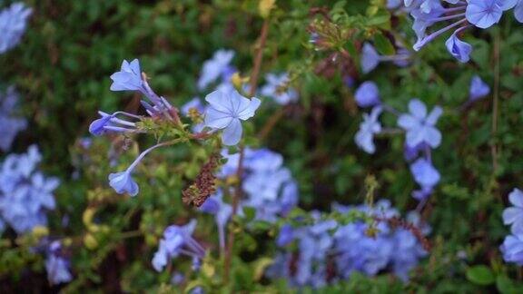 多利拍摄的野生蓝夹竹桃花的特写镜头