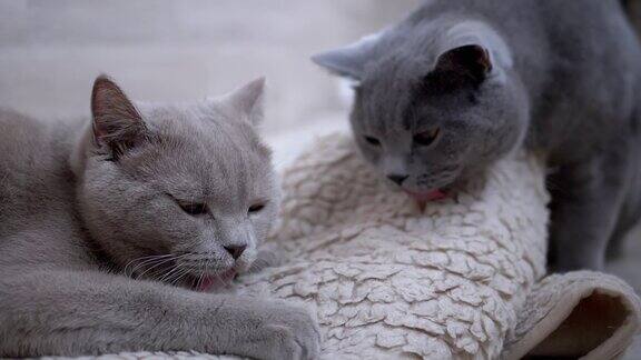 两只美丽的灰色英国猫用舌头舔白色羊毛地毯家里的宠物