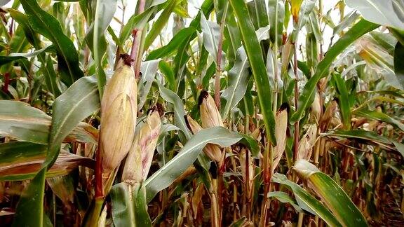 农田里有成熟的甜玉米用联合收割机收割的玉米棒
