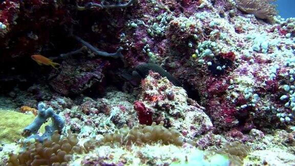 海鳗、海葵和小丑鱼在海底
