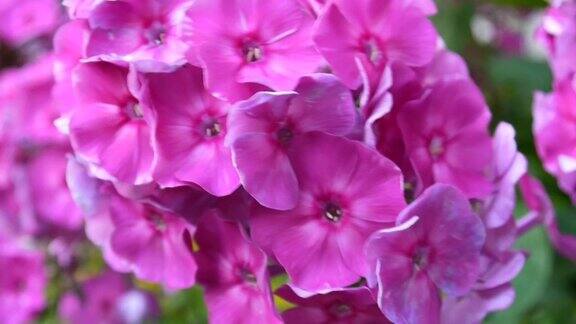 美丽的粉红夹竹桃花序特写高清视频静态摄像机