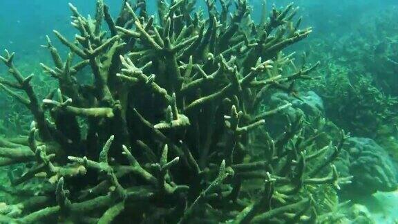 珊瑚花园水下景观海绵和热带鱼在克里岛拉贾安帕印度尼西亚巴布亚岛的海底珊瑚礁野生动物