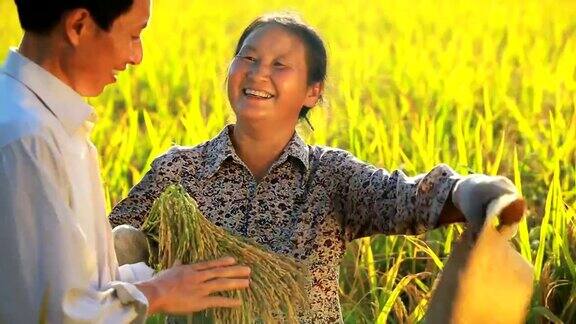 水稻收获