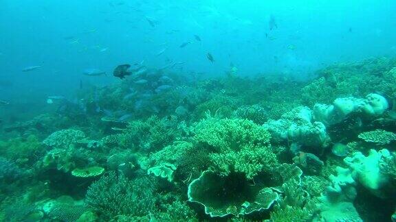 珊瑚礁是地球上最美丽的景观之一